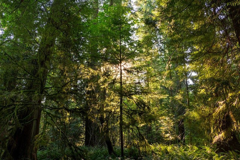 Forêt pluviale de Cathedral Grove - Île de Vancouver - Canada