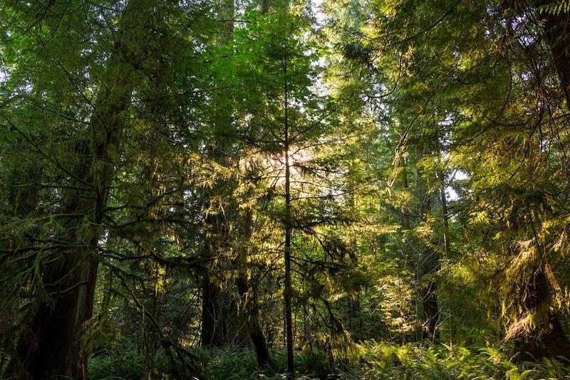 Forêt pluviale de Cathedral Grove - Île de Vancouver - Canada