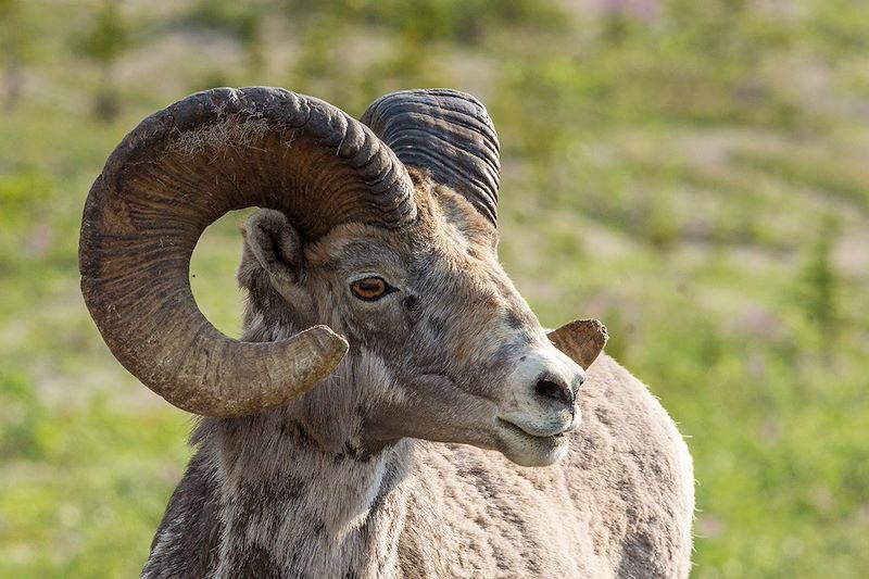 Mouflon canadien - Parc national de Banff - Alberta - Canada