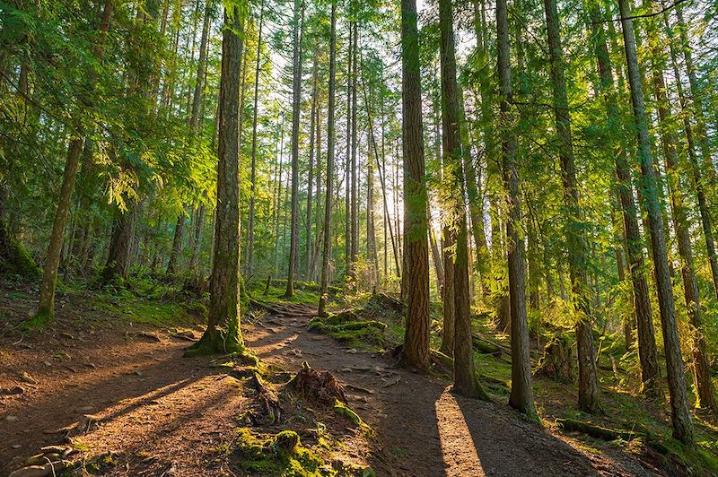 Forêt sur l'île de Vancouver - Canada