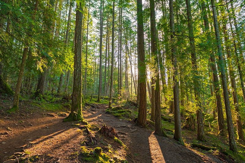 Forêt sur l'île de Vancouver - Canada