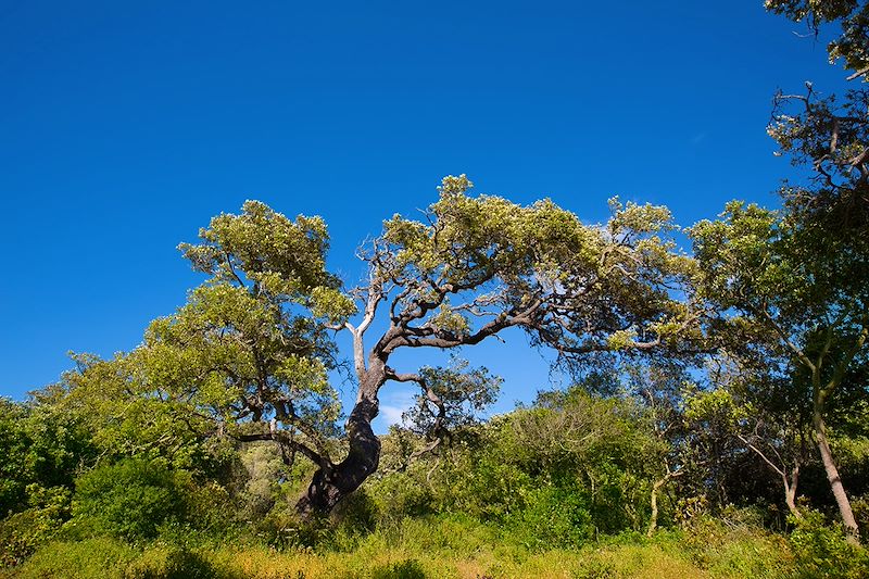 Bout de forêt sur l'île de Minorque - Archipel des Baléares - Espagne