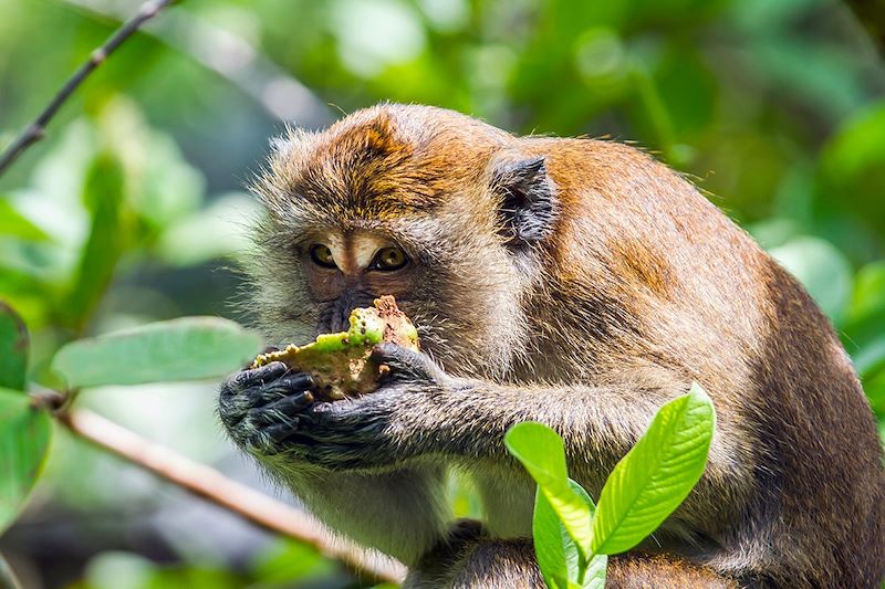 Singe en Thaïlande