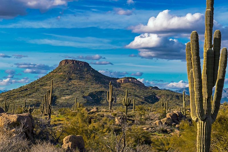 Parc national de Saguaro - États-Unis