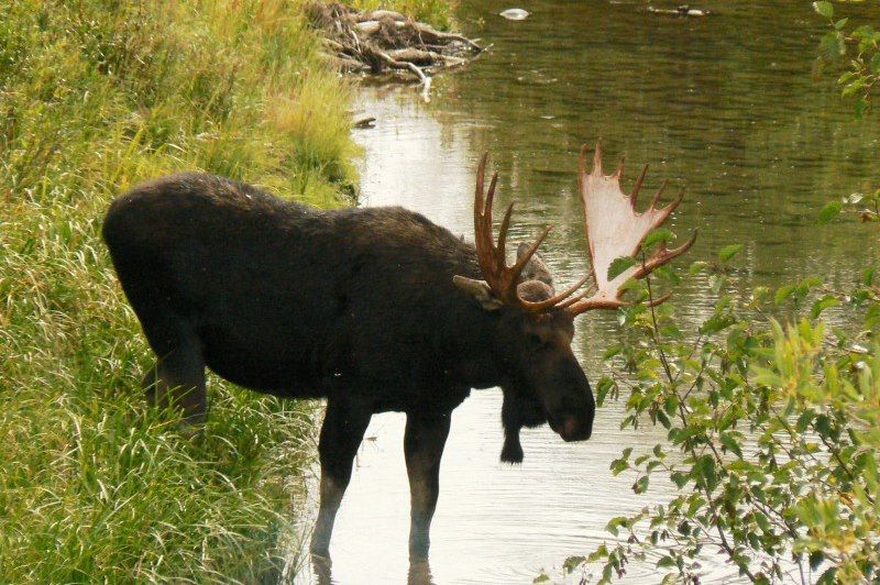 Parc national Grand Teton - Wyoming - États-Unis