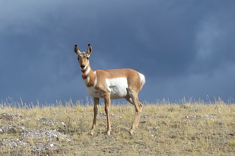 À l'assaut des Rocheuses