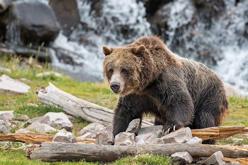 Ours dans le parc national de Yellowstone - États-Unis