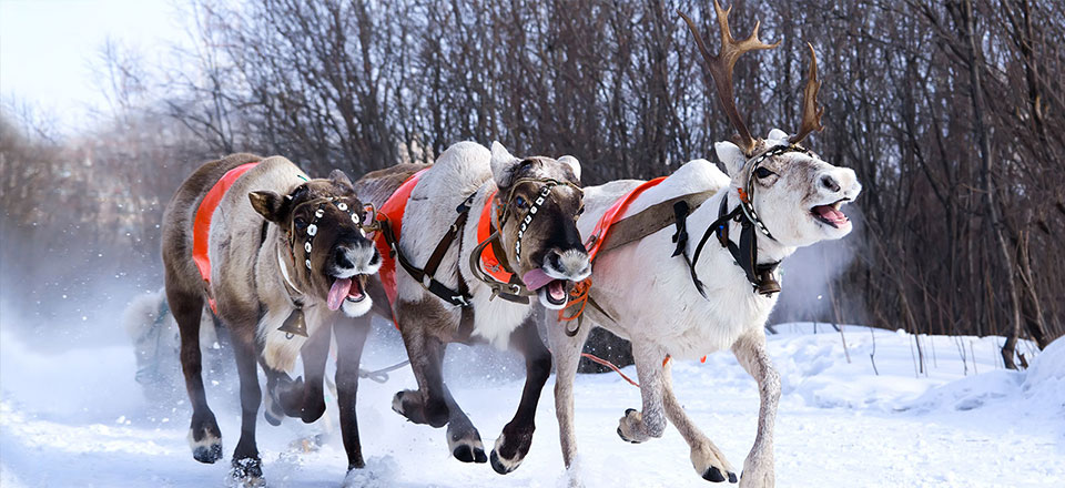 Voyage noël et nouvel an