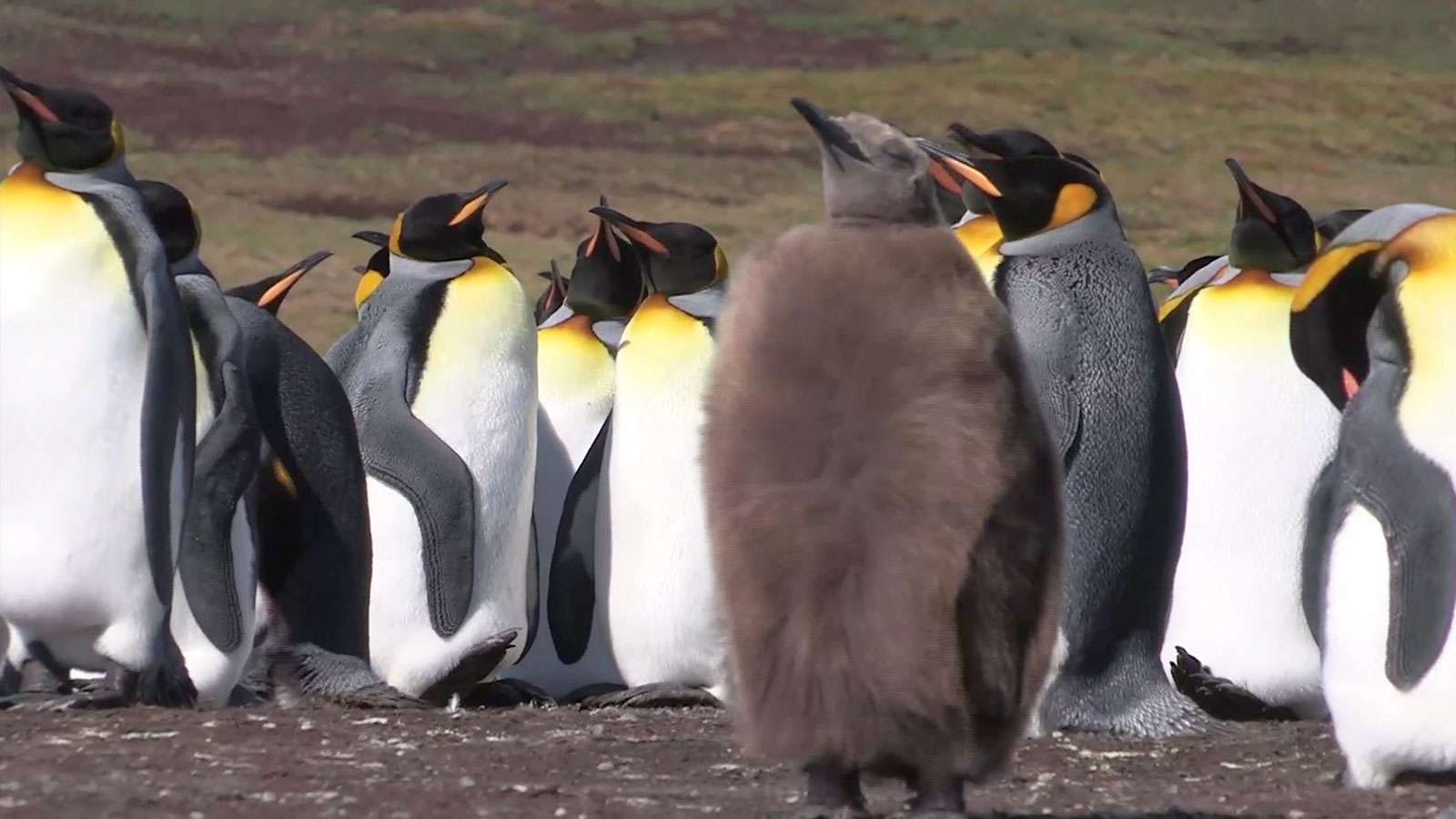 Capture video voyage îles Falkland Nomade Aventure