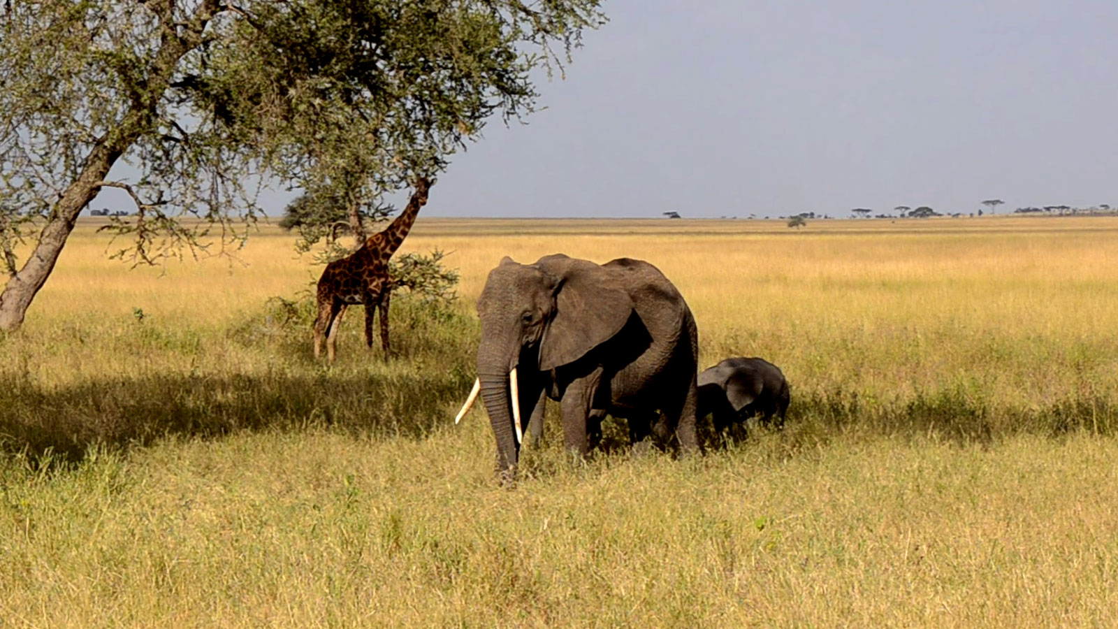 Capture video voyage Tanzanie Nomade Aventure