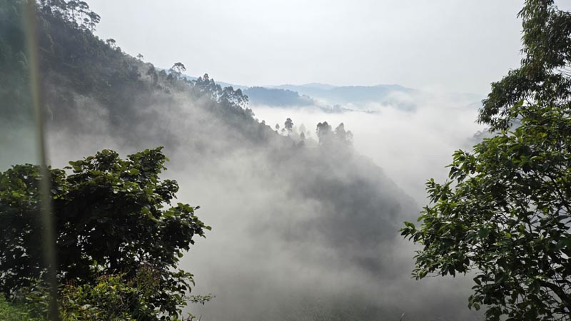 For&ecirc;t de Bwindi - Ouganda &copy; Solange