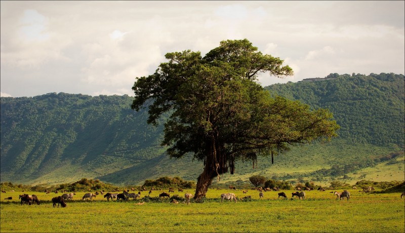 Cratère du N'gorongoro – Tanzanie