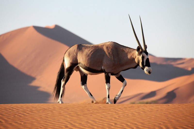 Oryx en Namibie © Philipp Wininger/fotolia.com