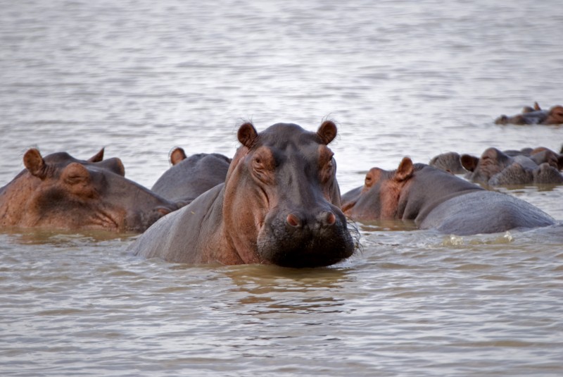 Hippopotames dans le parc national de Selous – Tanzanie