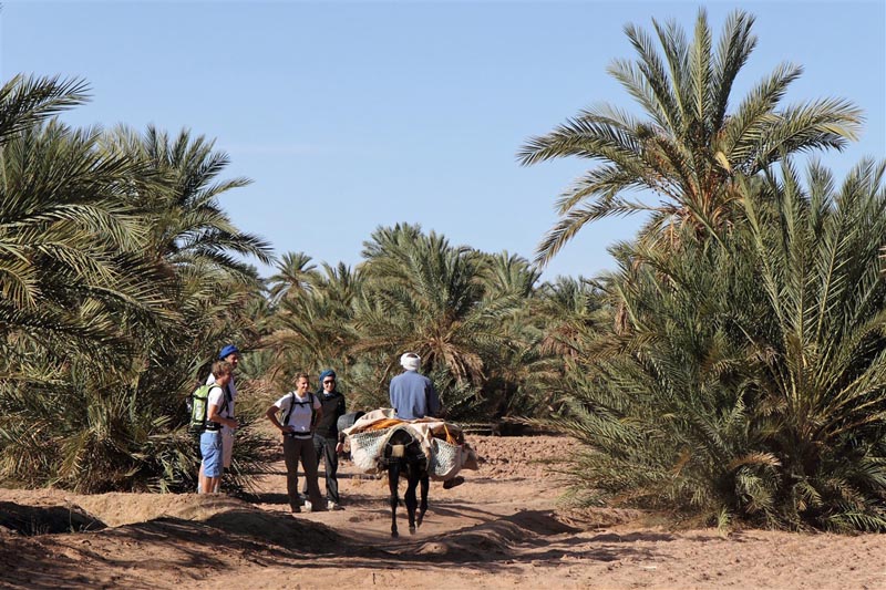 Randonn&eacute;e en petit groupe &agrave; la palmeraie de M'Hamid - Sahara - Maroc &copy; Zbigniew Gluc