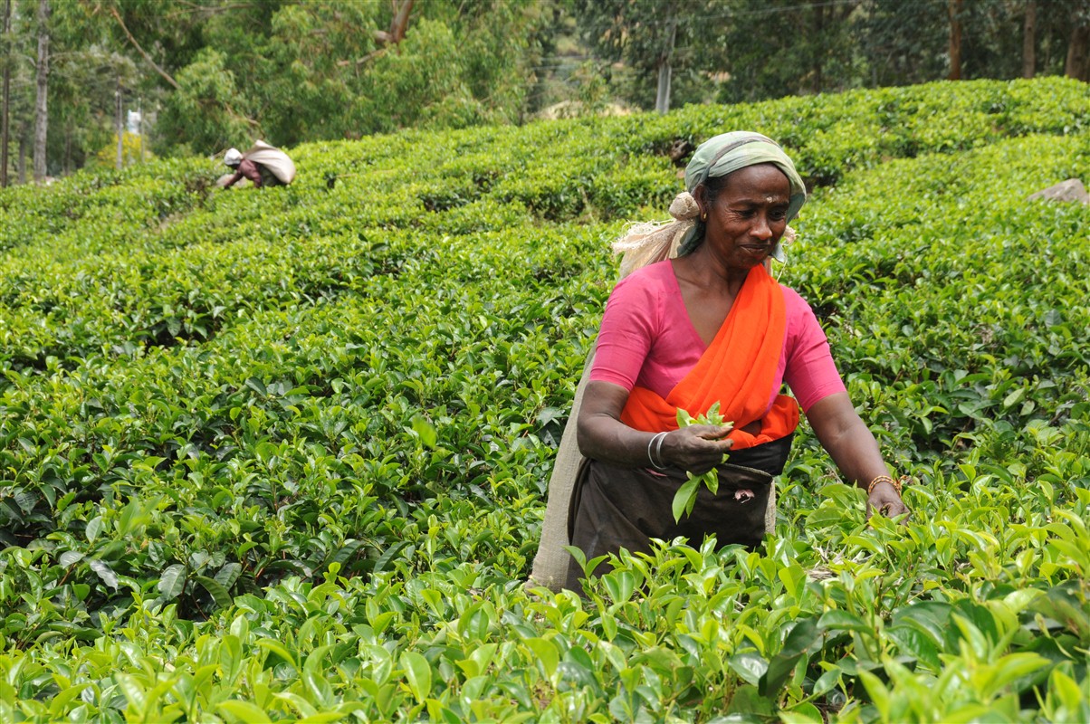 Cueilleuse tamoule de thé à Haputale au Sri Lanka