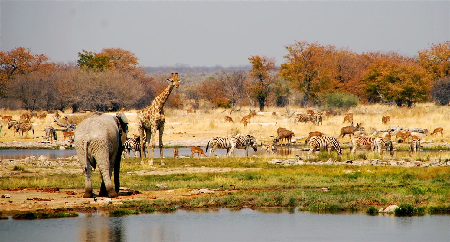 Animaux dans le parc national d'Etosha