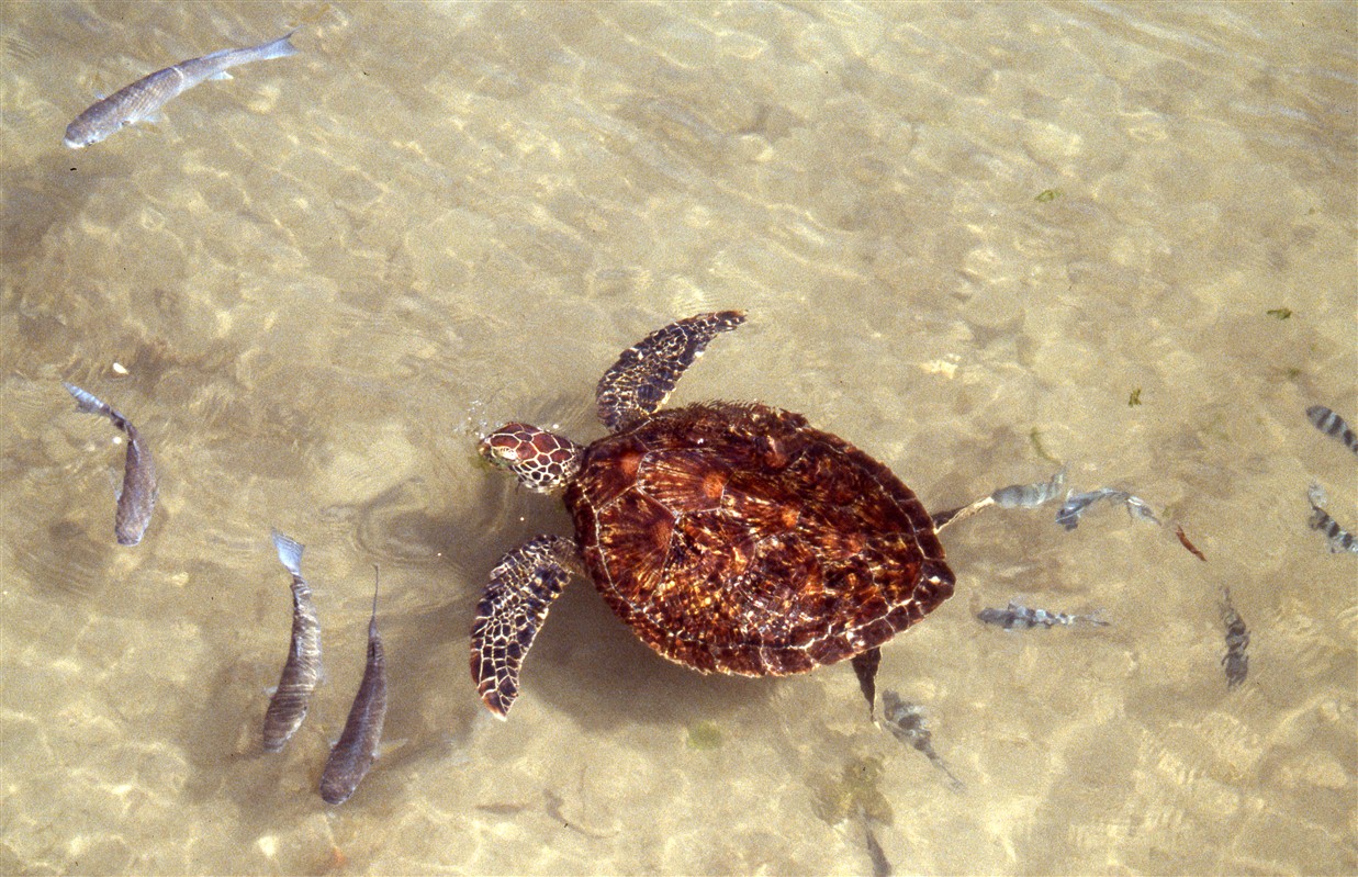 Une tortue marine à Zanzibar - Tanzanie