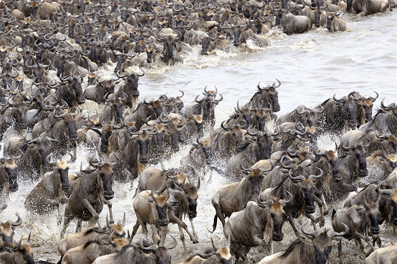 Migration des gnous sur la rivière Mara dans le parc du Serengeti – Tanzanie