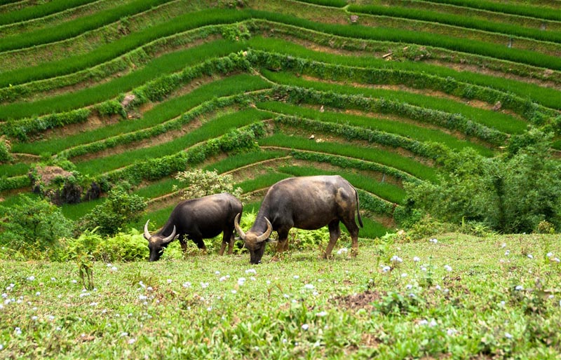 Des buffles dans les rizières - © Nord Vietnam svanberggrath/fotolia.com Des buffles dans les rizières - © Nord Vietnam svanberggrath/fotolia.com