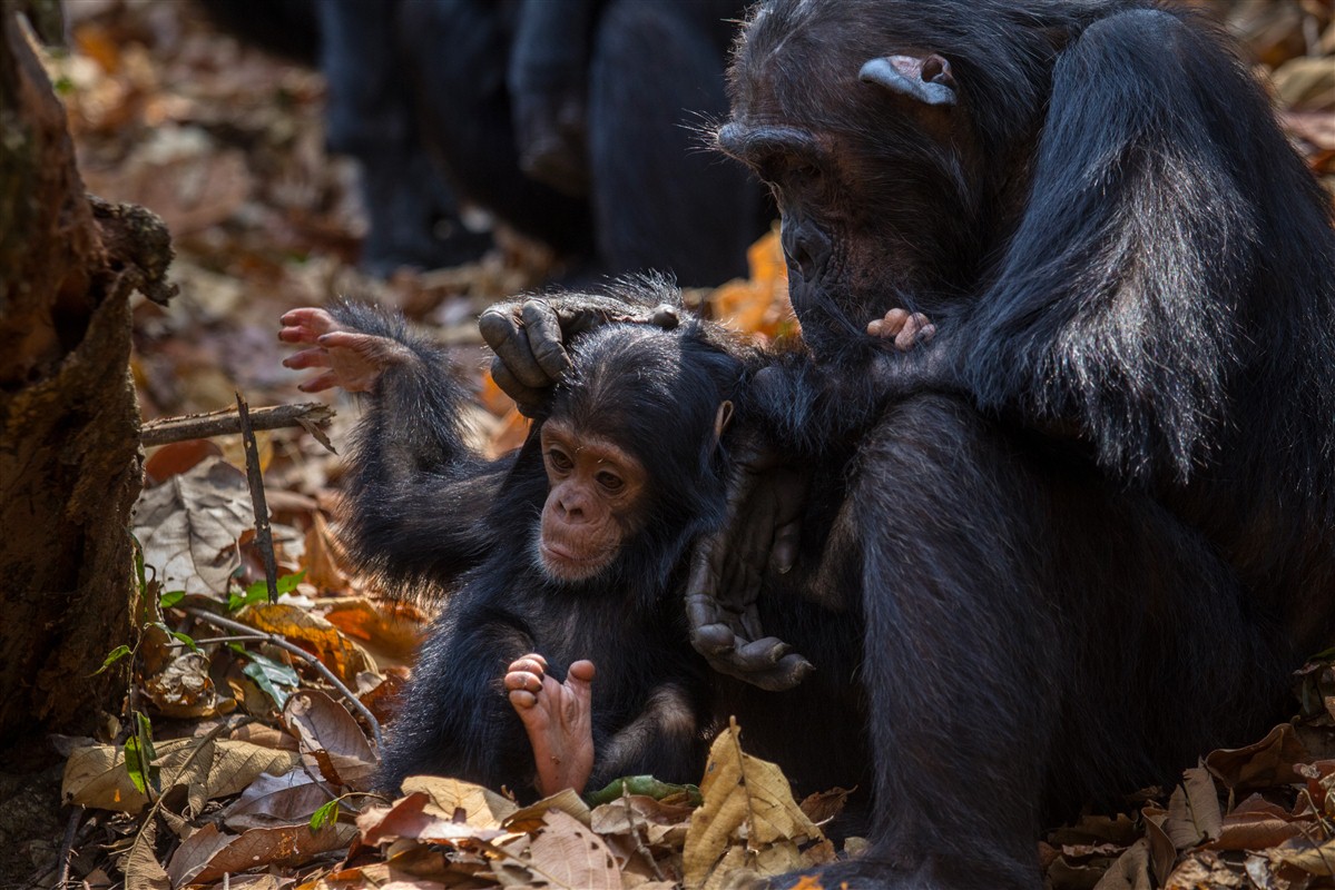 Chimpanzés dans le parc national de Gombe Stream