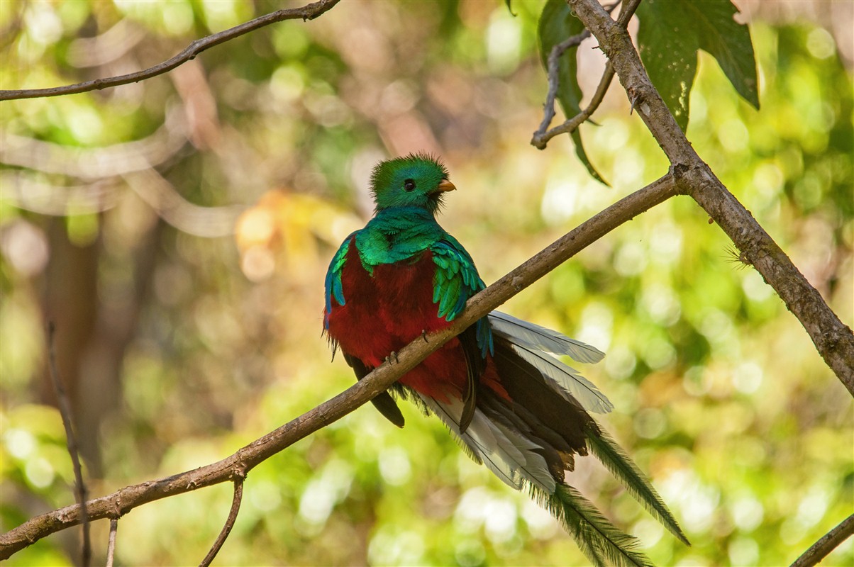 Quetzal - Costa Rica - Amérique centrale