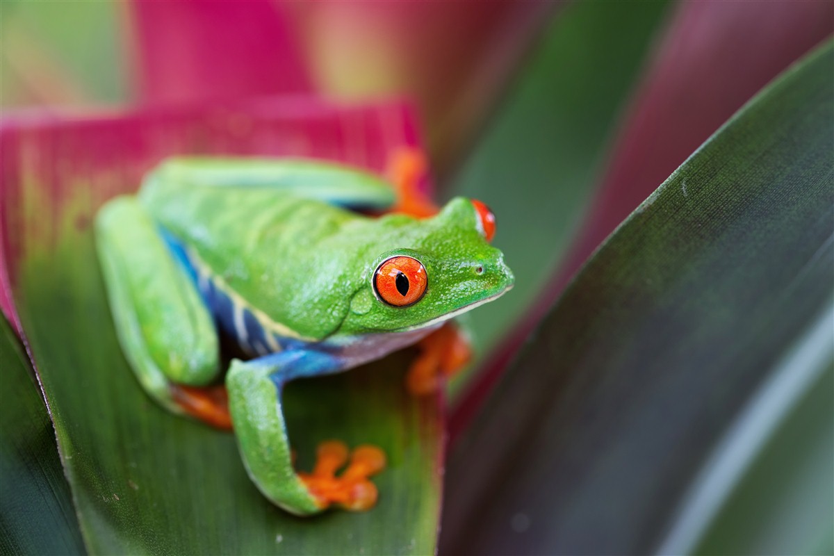 Une rainette aux yeux rouges - Costa Rica