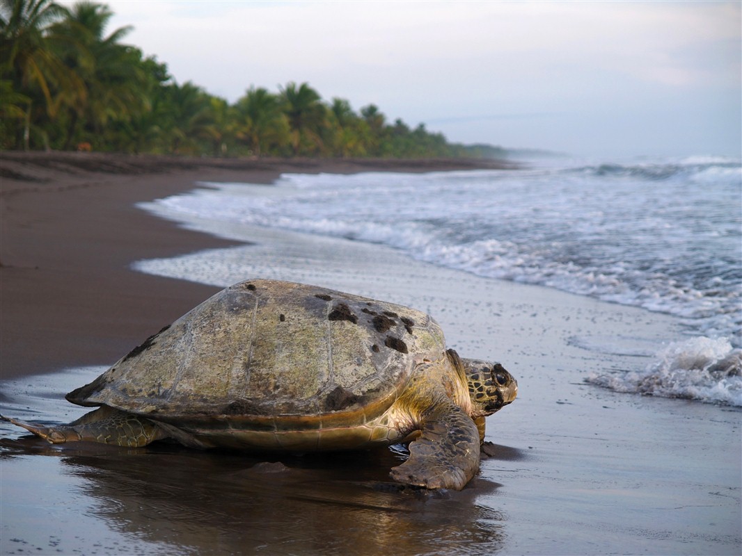 Une tortue marine dans le parc national de Tortuguero - Costa Rica