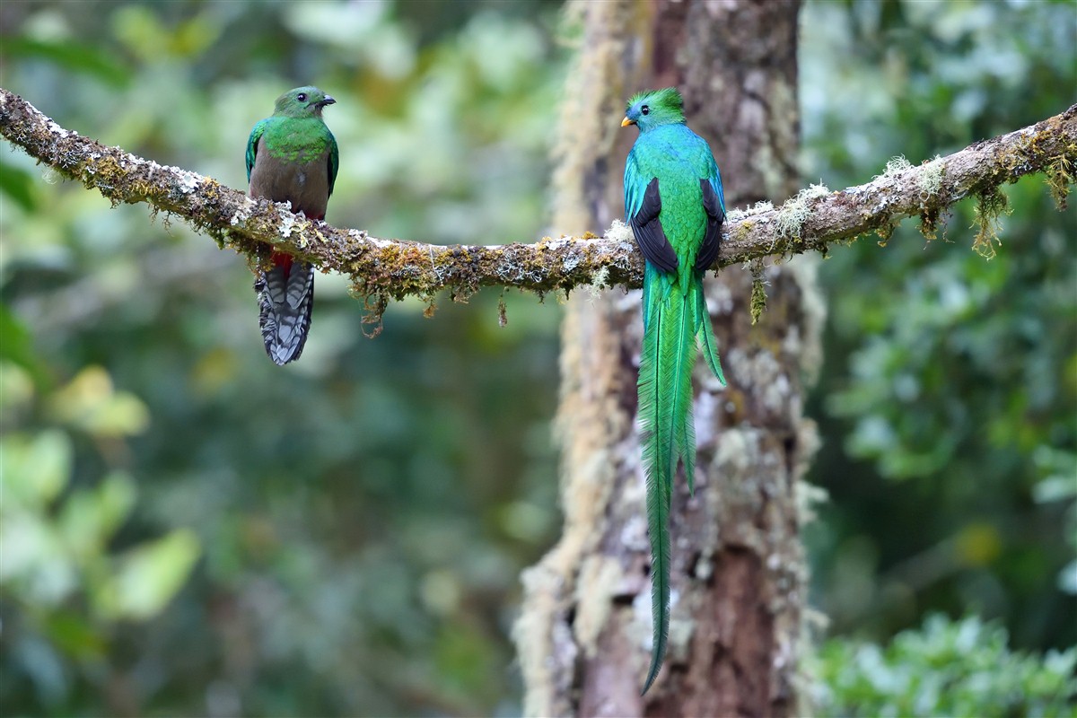 Deux Questzals au Costa Rica