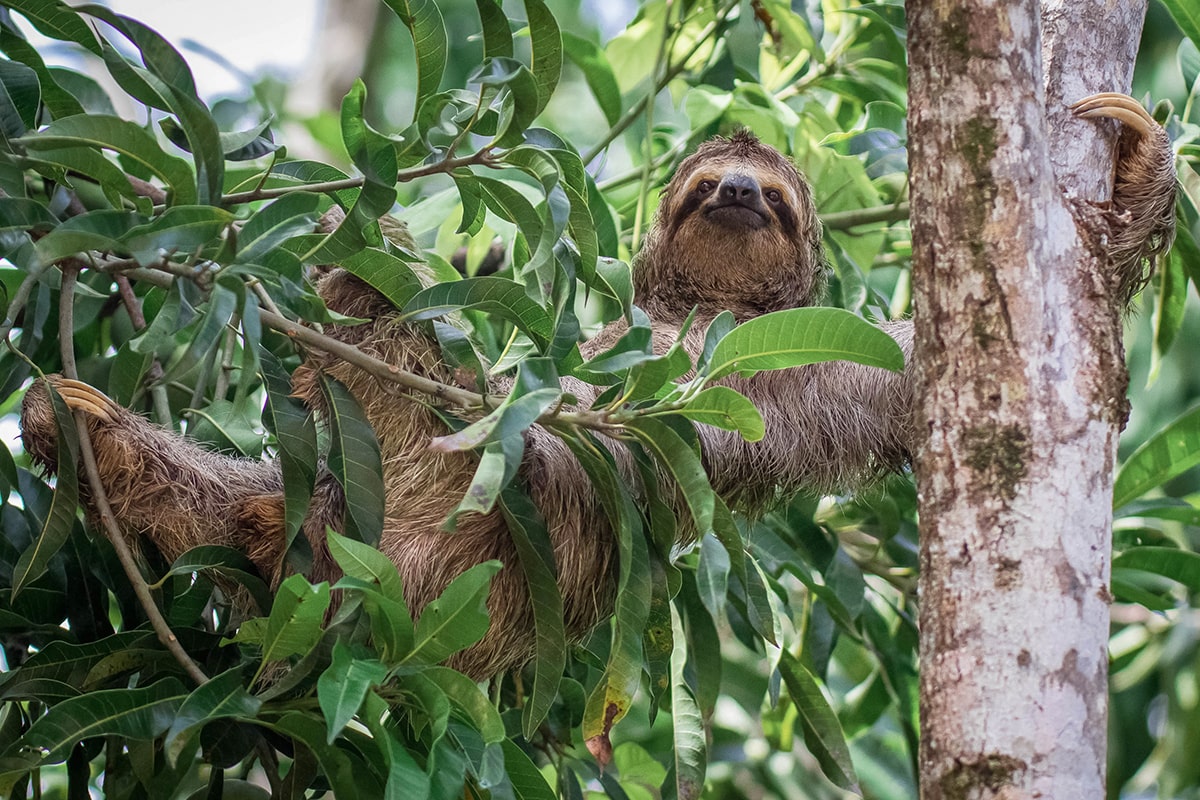 Un paresseux au Costa Rica