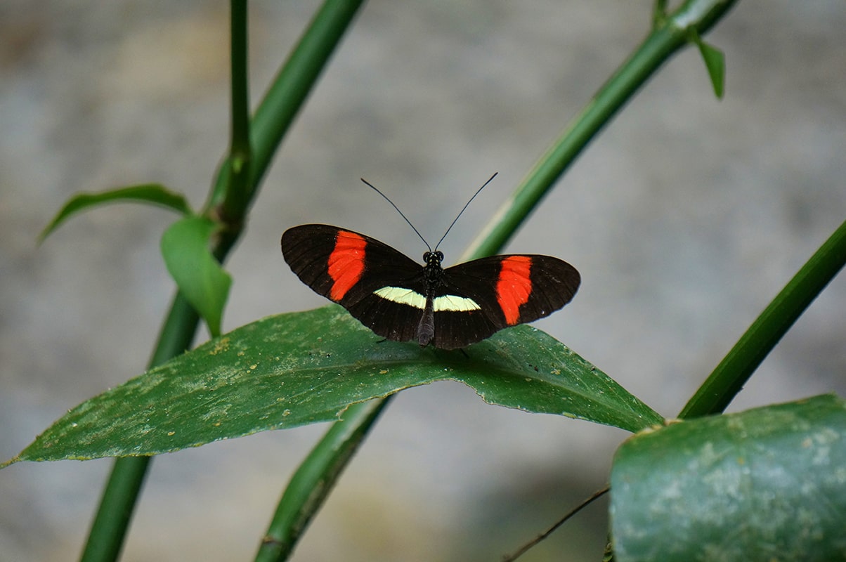 Un papillon dans la réserve de Danaus - Costa Rica 
