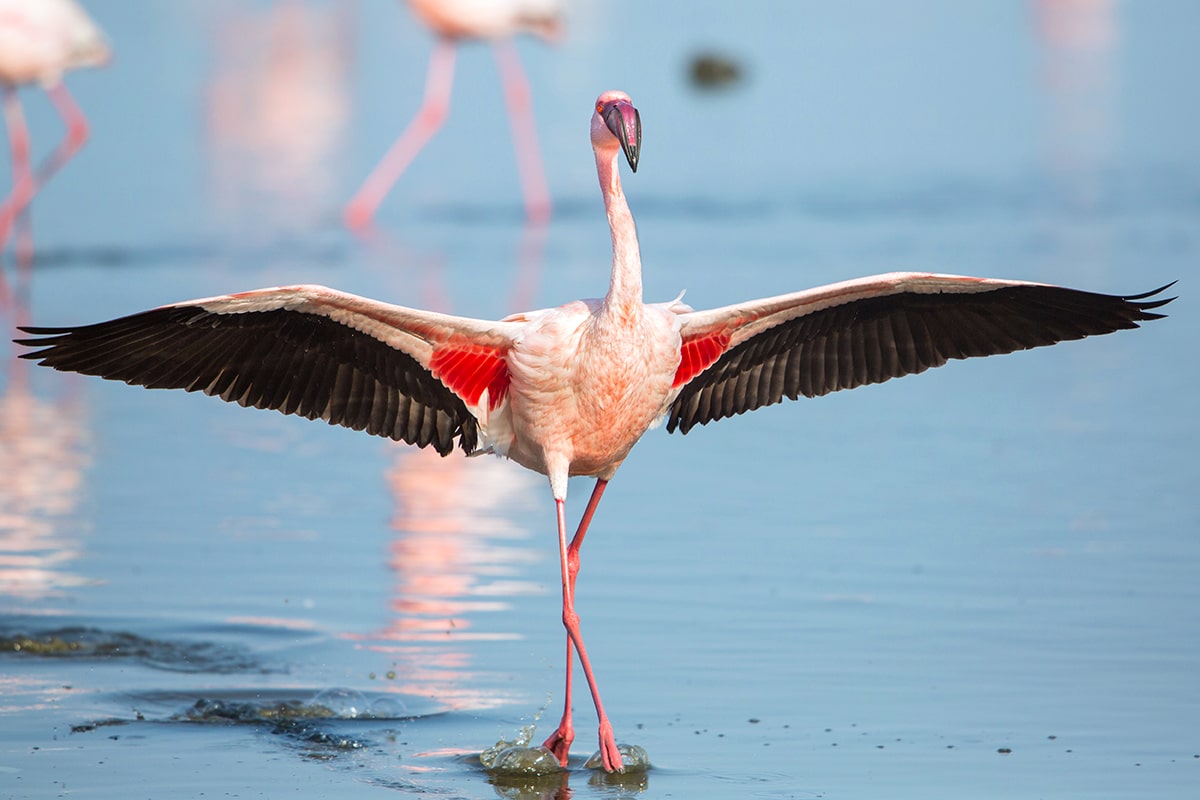 Flamand rose à Walvis Bay © lnichetti/stock.adobe.com