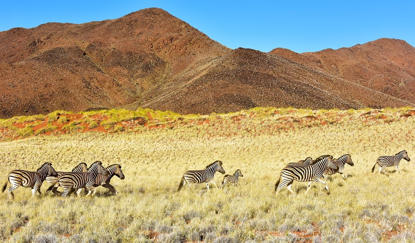 Zèbres dans la réserve naturelle du NamibRand