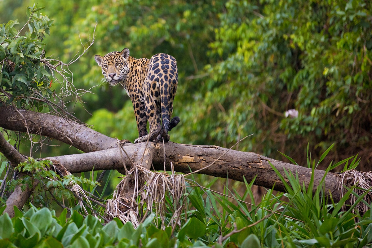 Jaguar dans la forêt
