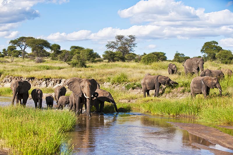Éléphants dans le parc du Tarangire – Tanzanie © Xaver Klaussner/stock.adobe.com