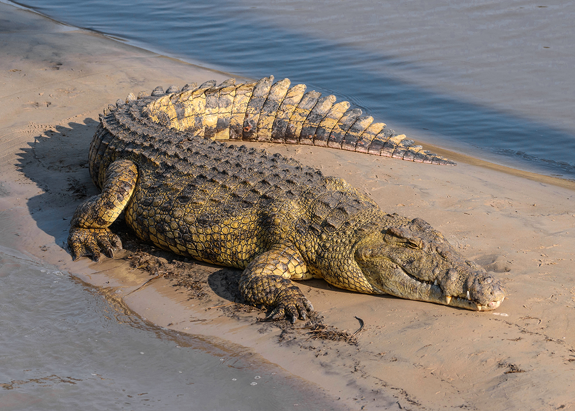 Un crocodile du Nil dans le parc national de Katavi - Tanzanie