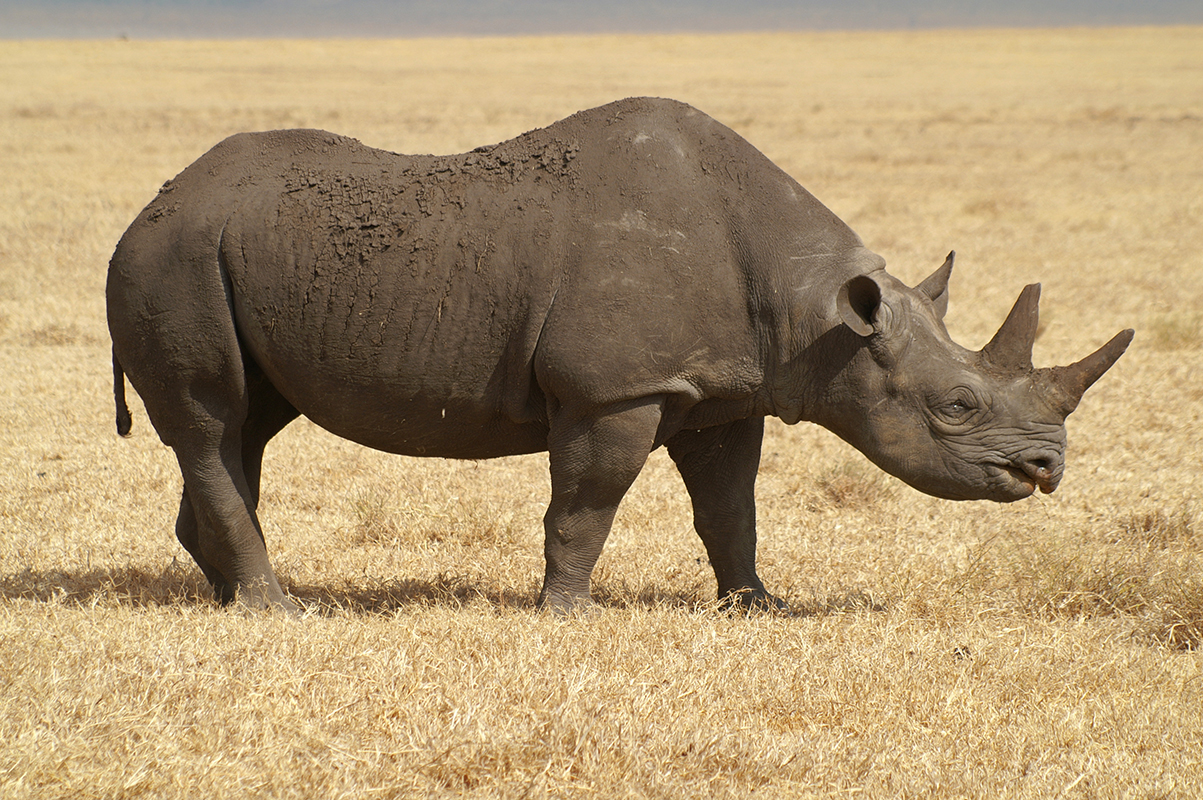 Un rhinocéros noir - Tanzanie