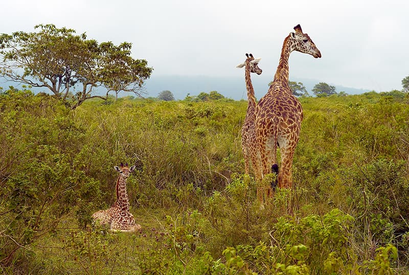 Girafes dans le parc national d’Arusha – Tanzanie
