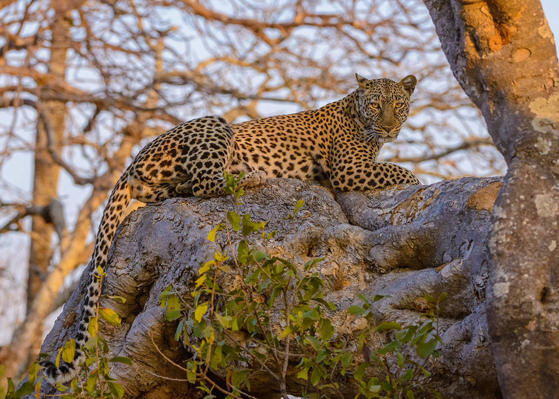 Un léopard dans le parc national de Katavi - Tanzanie