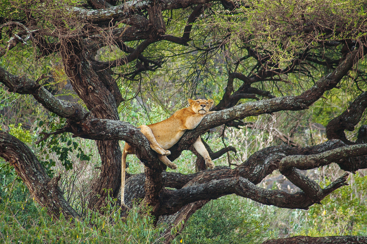 Une lionne dans un arbre en Tanzanie