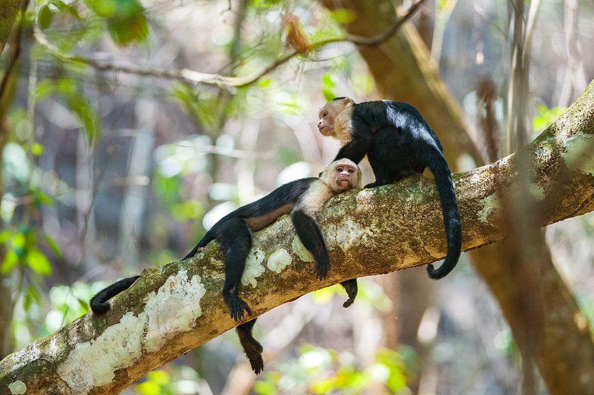 Un couple de sapajous capucins dans le parc national Corcovado - Guanacaste - Costa Rica