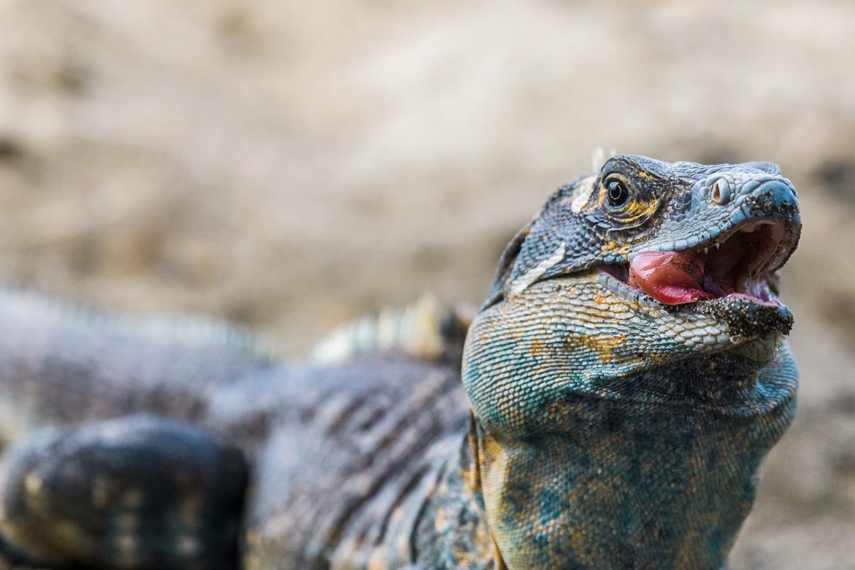 Un cténosaure noir sur la playa Matapalo au Guanacaste - Costa Rica