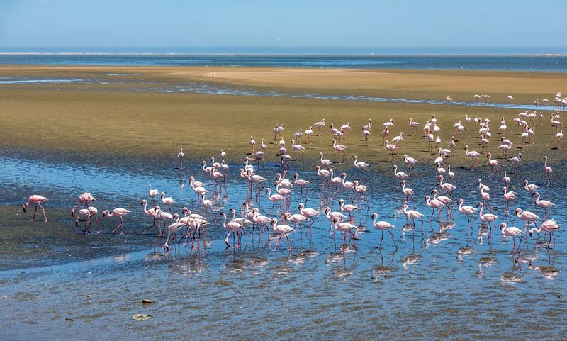 Flamants roses à Walvis Bay - Namibie © javarman/stock.adobe.com