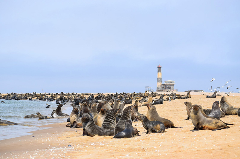 Otaries à fourrure à Walvis Bay © Mylène Mieuze/Nomade Aventure