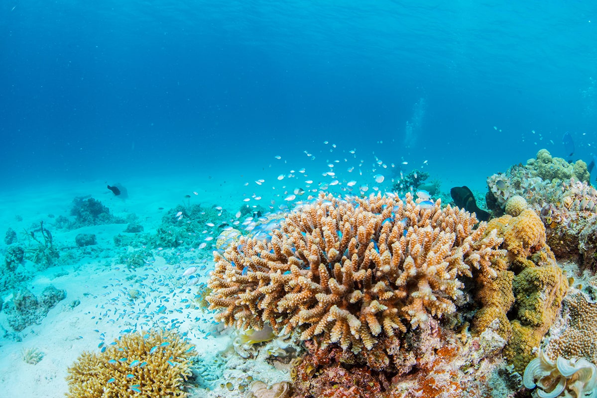 Plongée autour de l’île de Menjangan à Bali - Indonésie