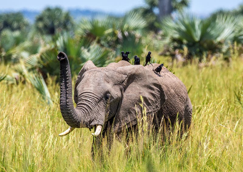 &Eacute;l&eacute;phant dans le parc national de Murchison Falls - Ouganda &copy; gudkovandrey/stock.adobe.com 