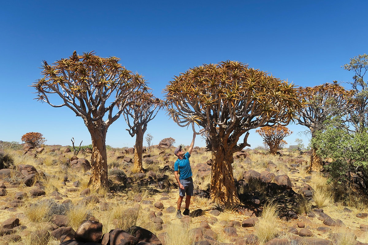 Homme touchant un arbre dans la forêt de kokerbooms dans le désert du Kalahari