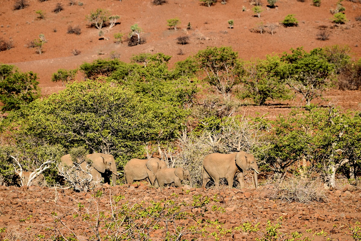 Éléphants du désert sur le plateau d'Etendeka © Jean-Marc Porte