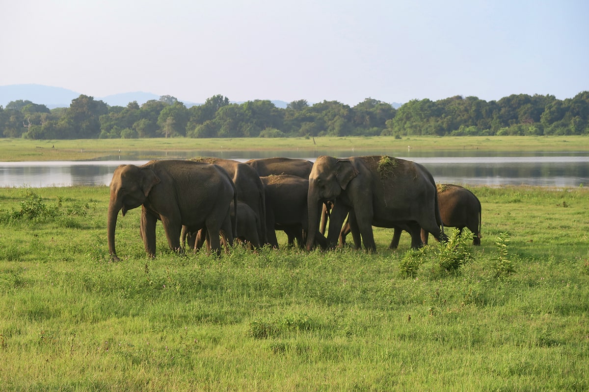 Éléphants dans le parc national de Kaudulla au Sri Lanka