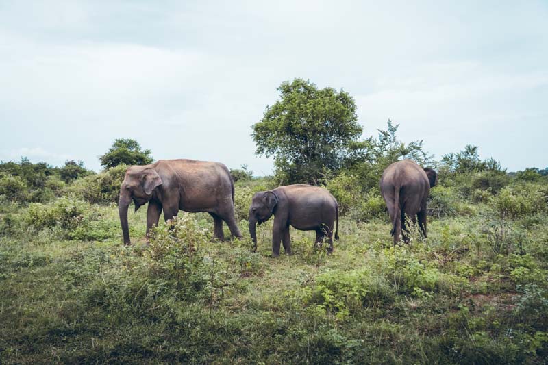 Observation des éléphants dans le parc d'Udawalawe © Myriam Cabon - Wheeled World